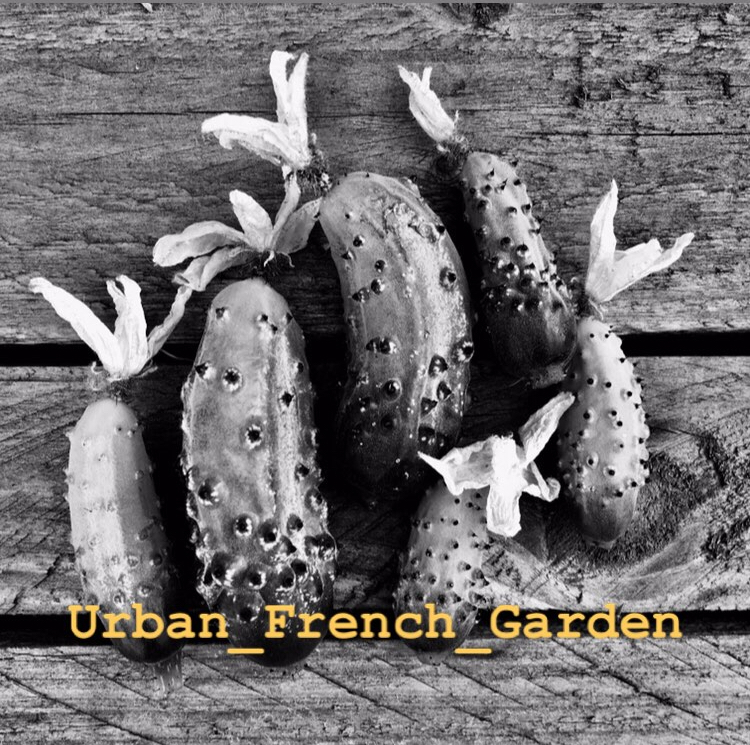 Lancement de la Crème Brulée d’Urban French Garden